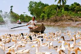 Con Dao & Mekong to Ho Chi Minh City Cycling Tour by Island Hope 15 Days
